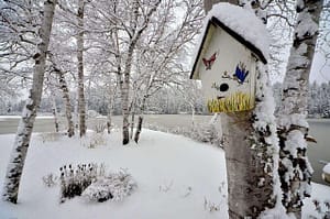 Garten im Januar