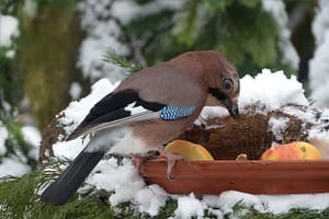 Vogelfütterung in unserem Garten