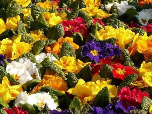 Schlüsselblumen. Primeln
