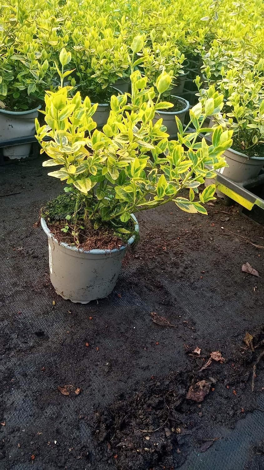 Euonymus fortunei 'Emerald Gold' T.B.10,5 15-20 50 St.